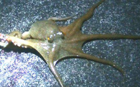 寒くなってもタコは好調